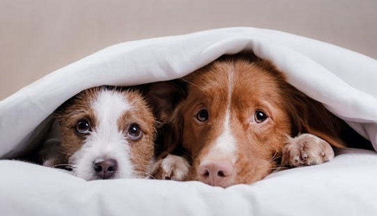 روابط موثر با حیوانات تاثیر مخرب سکس با حیوان